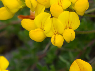 birds foot trefoil
